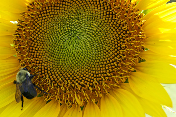Bee on Crop Sunflower